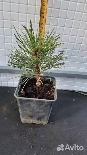 Сосна чёрная Nana