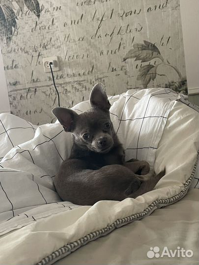 Вязка кобель чихуахуа