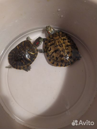 Аквариум для черепах