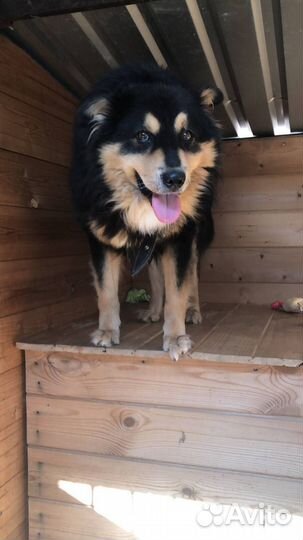 Пушистая, добрая собака которой очень нужен дом