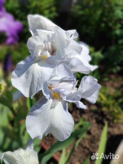 Предлагаем ирисы сортовые