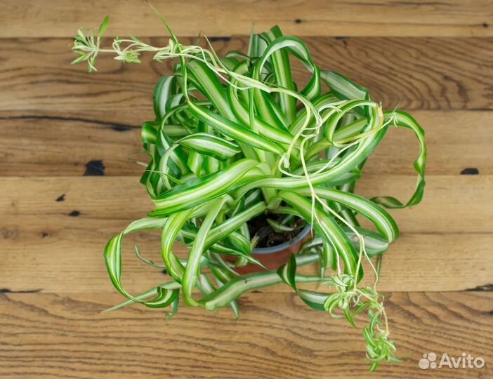 Обмен Каланхоэ лечебное на суккуленты, антуриум