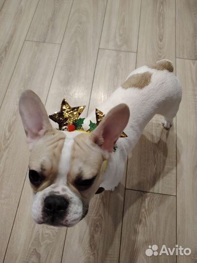 Французский бульдог