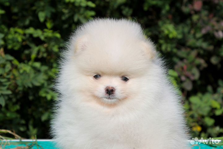 Щенок Померанский шпиц девочка медвежонок