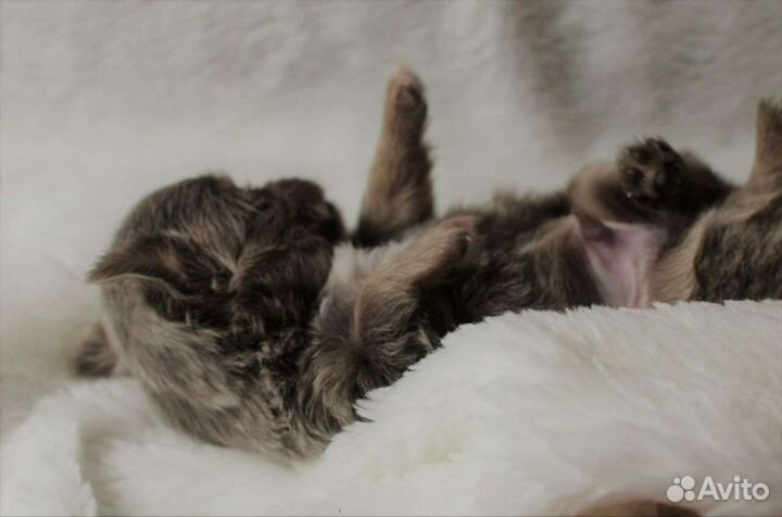 Чихуахуа щенки