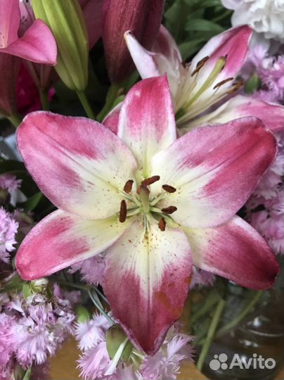 Лилия сортовая