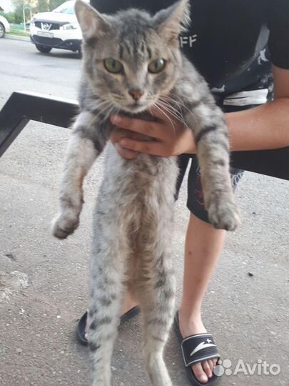 Котик кострированный, в частный дом