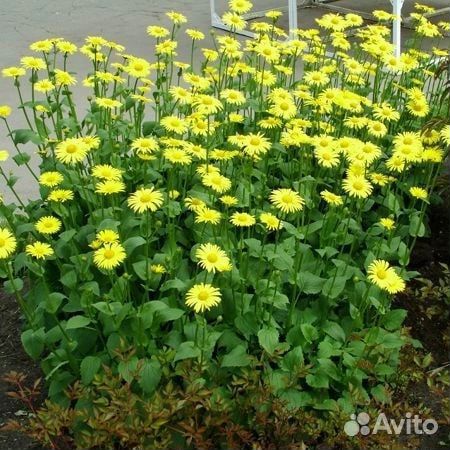 Многолетние цветы для сада, дачи, гравилат