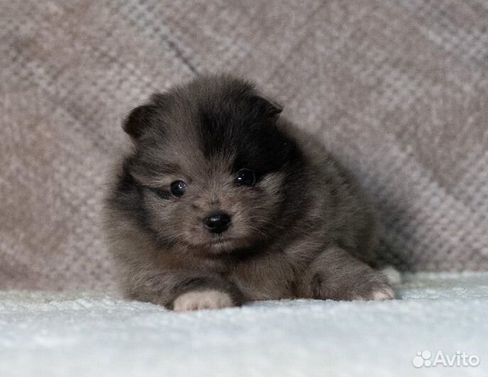 Шпиц мраморная красотка