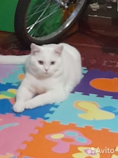 Котик в добрые руки