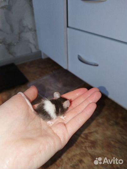 Мышь