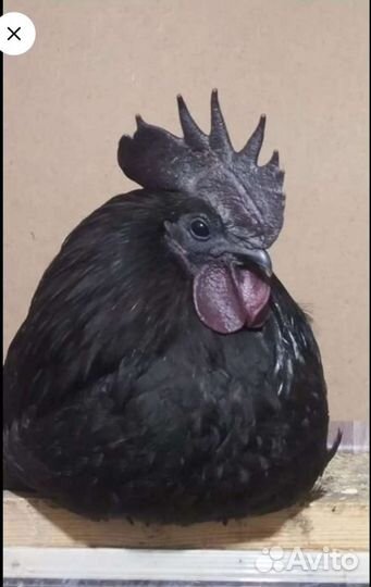 Домашние куриные яйца