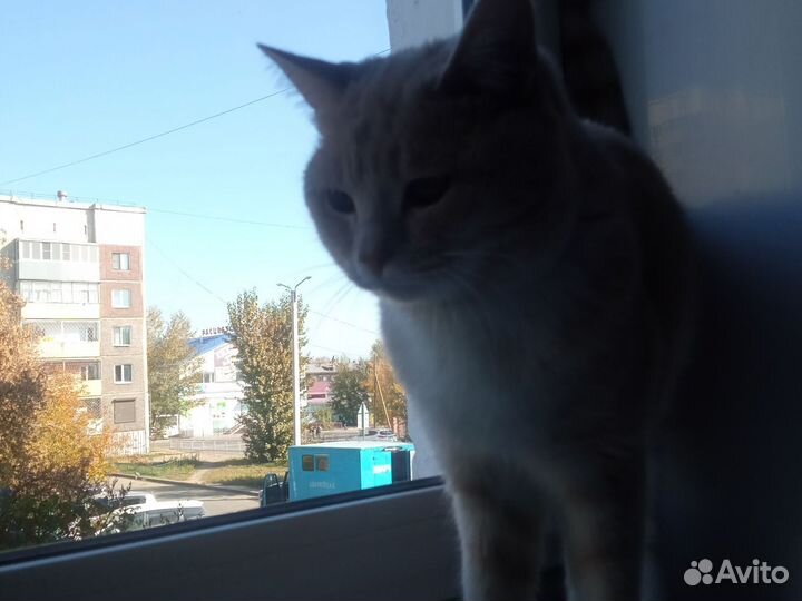 Отдам кота в добрые руки