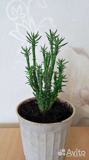 Детки кактуса