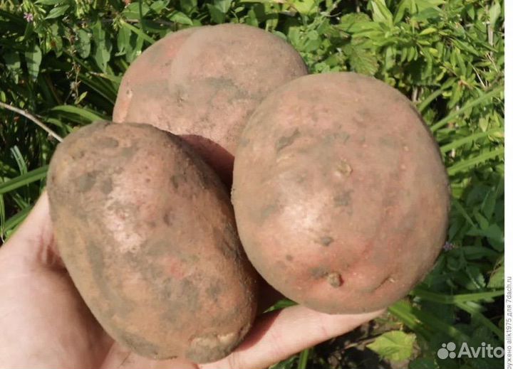 Продам картофель с огорода