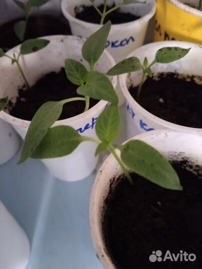 Рассада сладкого перца