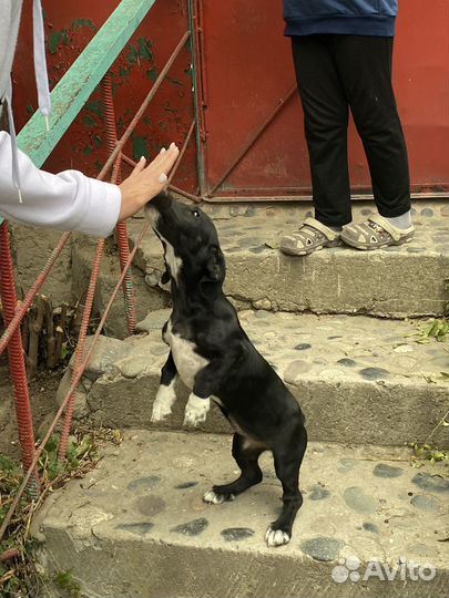 Собака в добрые руки отдам бесплатно