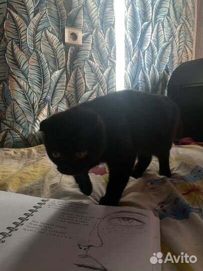 Кошка в дар