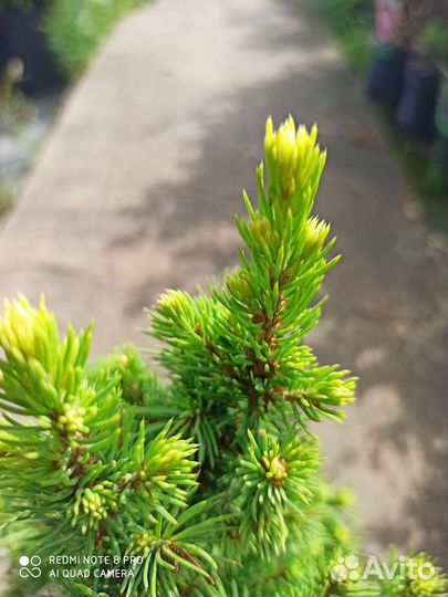 Ель рэйнбоуз энд