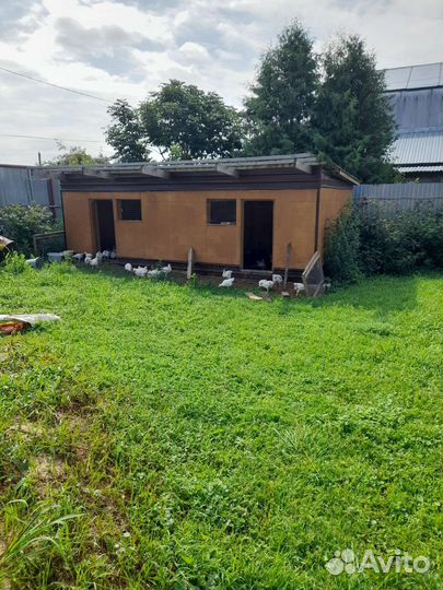 Мясо домашней птицы