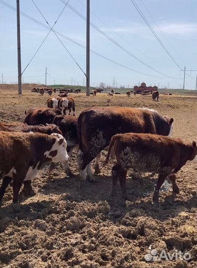 Быки на племя