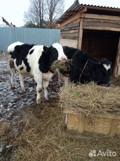 Бычки на мясо