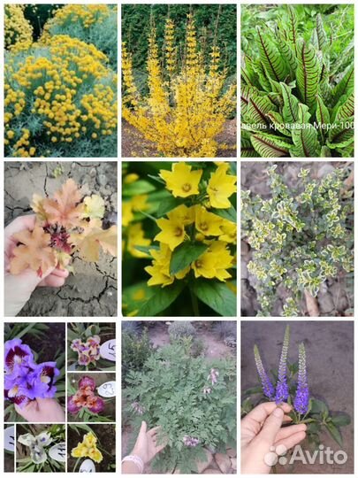 Садовые растения,цветы