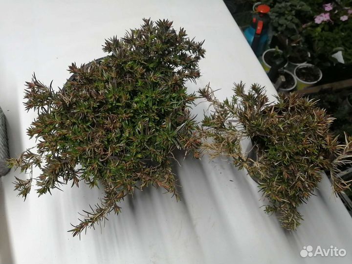 Саженцы многолетних цветов