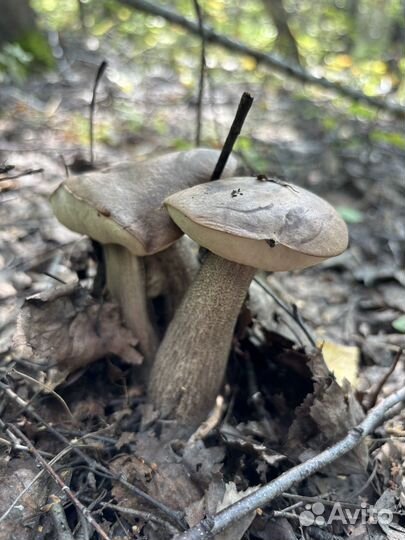 Грибы грузди свежие