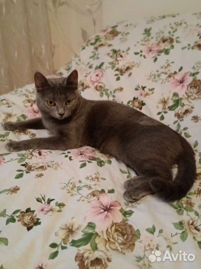 Русская голубая