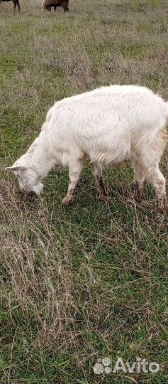 Козы англо нубийские