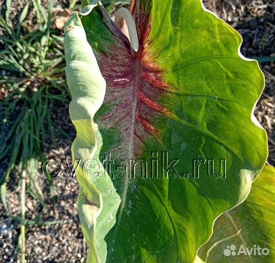 Колоказии (новинки)