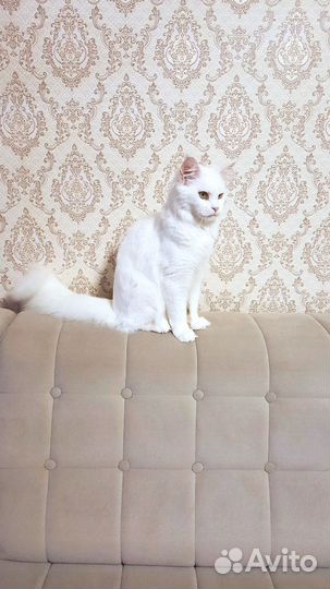 Кошка мэйн кун