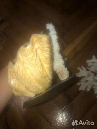 Морские ракушки раковины