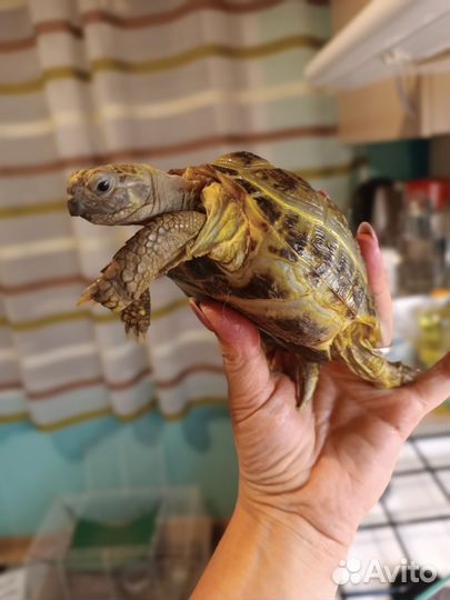 Сухопутная черепаха