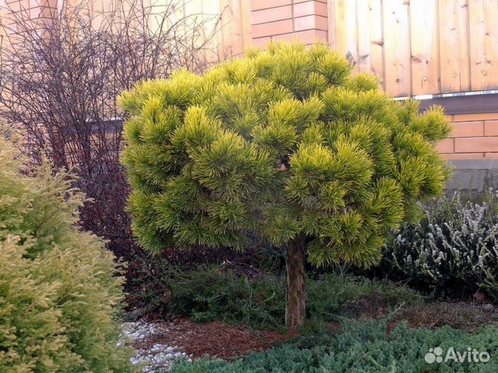 Сосна горная (