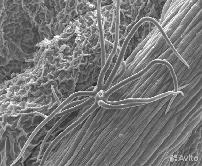 Услуги сканирующей электронной микроскопии (SEM)