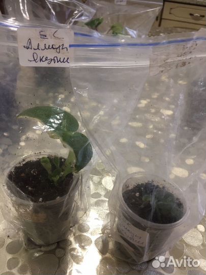 Сортовые фиалки