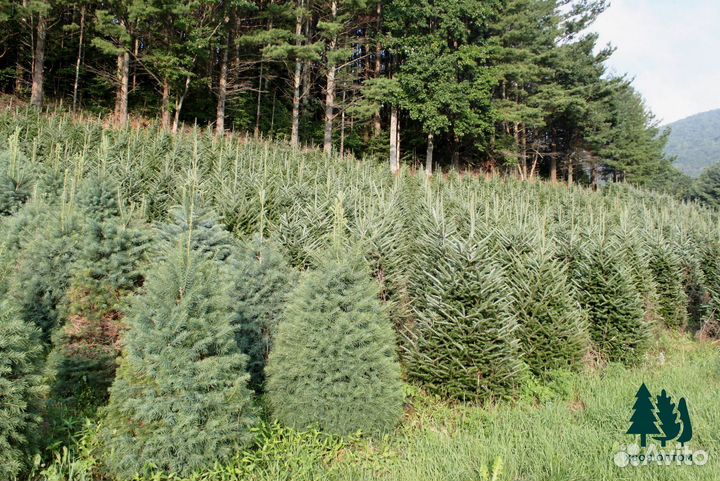 Пихта из питомника