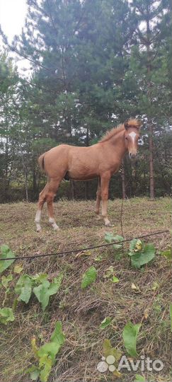 Кобыла и жеребчик