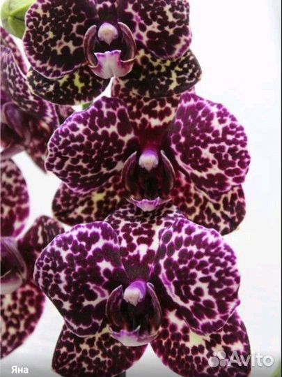 Орхидея Wild cat дикий кот