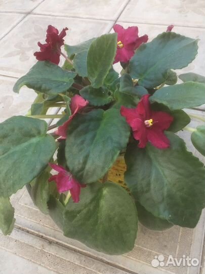 Цветущие фиалки