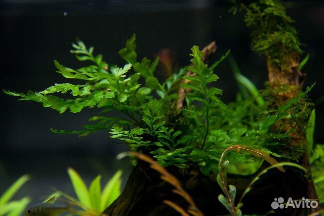 Папоротник Болбитис геделоти (Bolbitis heudelotii