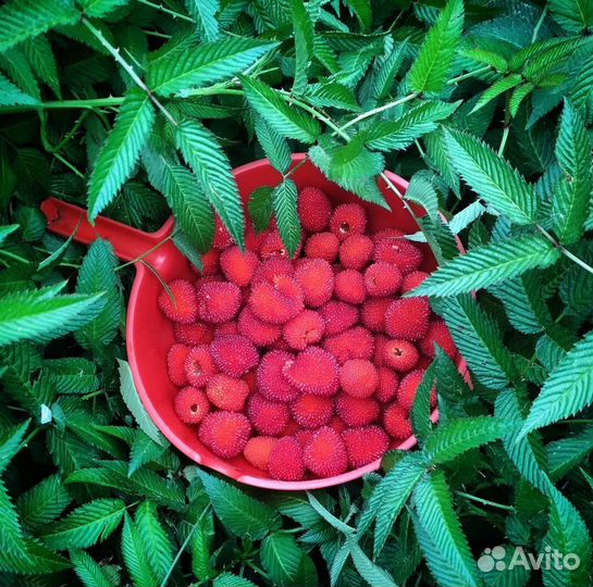 Тибетская малина саженцы