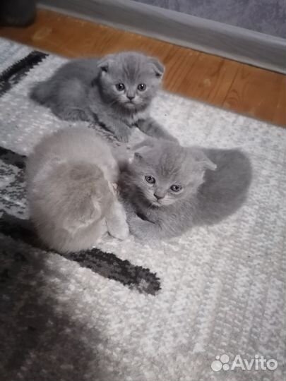 Шотландские вислоухие котята