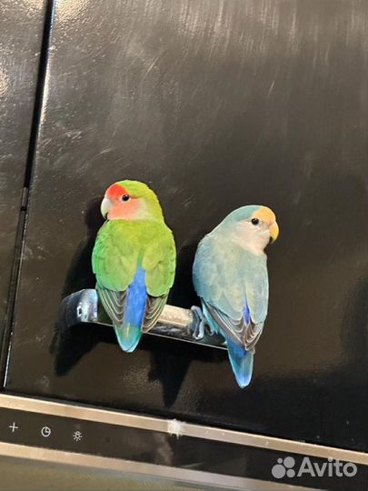 Попугай Неразлучник