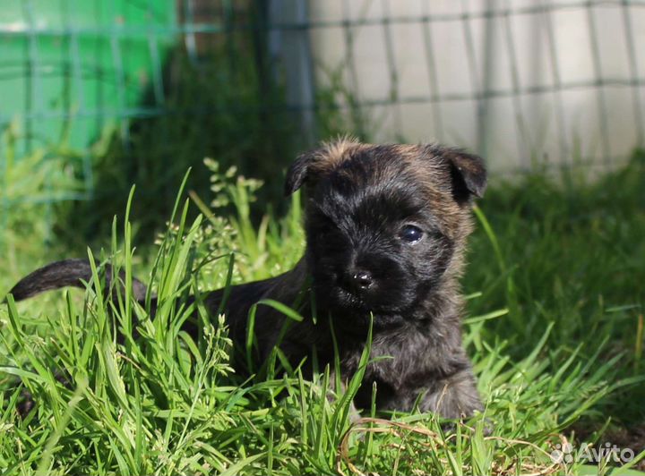 Керн терьер