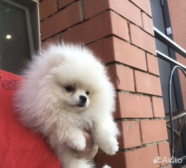 Шпиц девочка РКФ