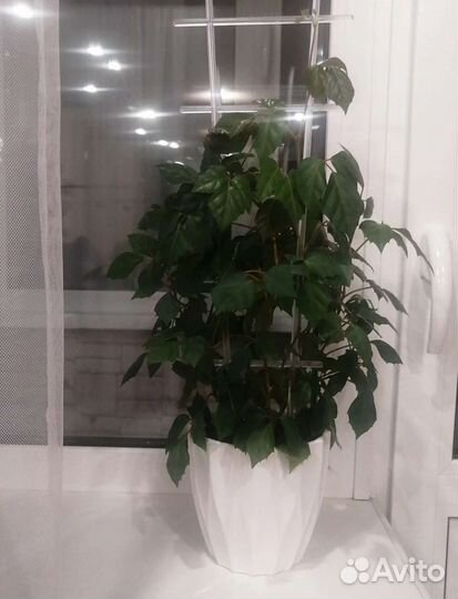 Прозрачная новая лесенка для цветов