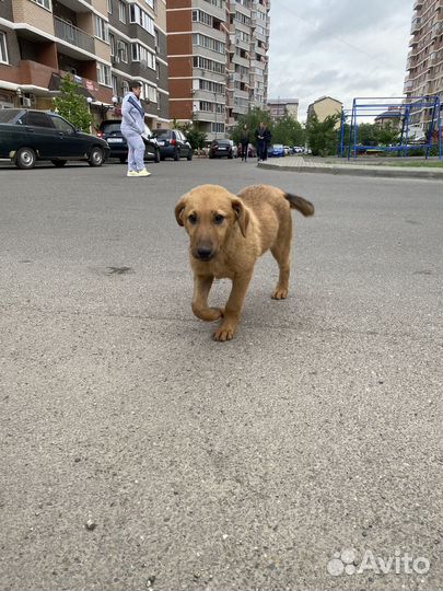 Щенок в добрые руки